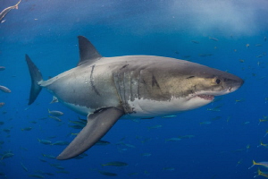 Great White Shark, Isla Guadalupe México by Alejandro Topete 